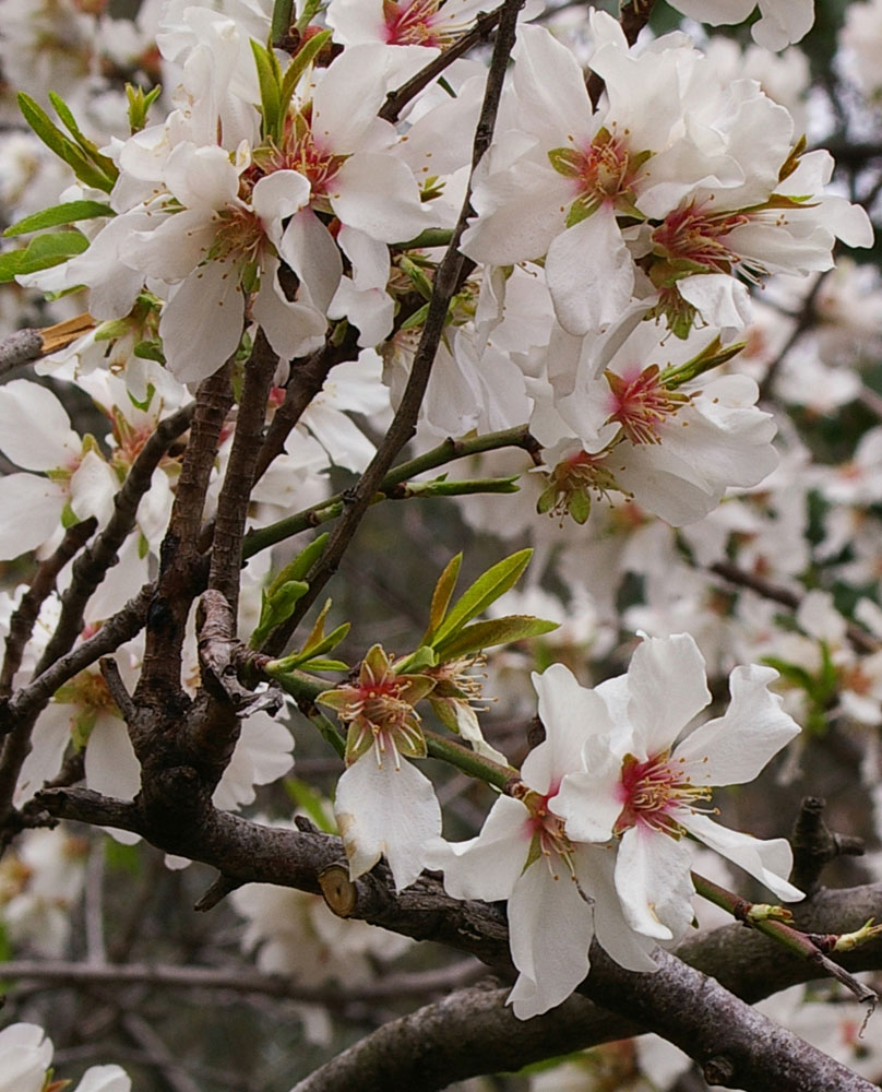 Prunus dulcis / Mandorlo